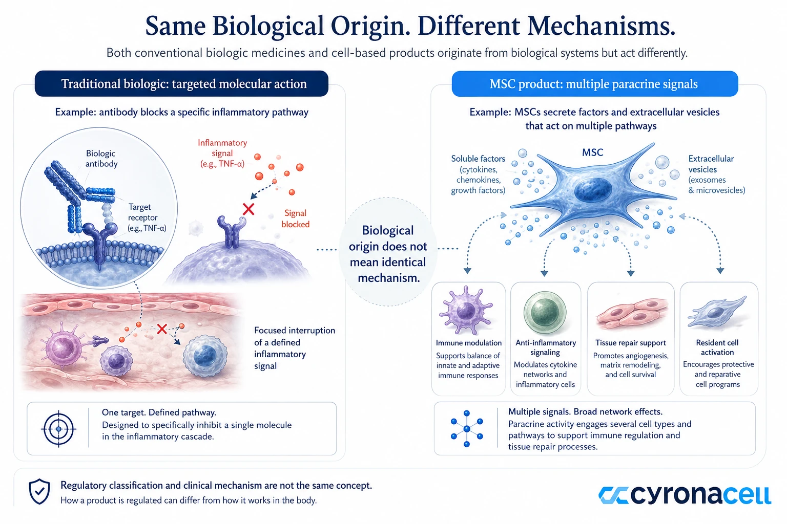 Are Stem Cells Considered Biologics